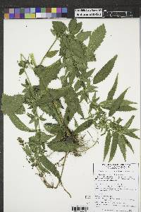 Urtica gracilis image