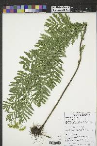 Tanacetum vulgare image