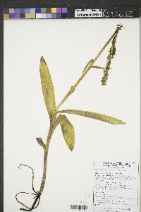 Platanthera aquilonis image