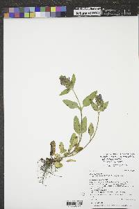 Prunella vulgaris subsp. lanceolata image