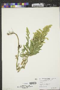 Solidago canadensis var. gilvocanescens image