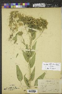 Vernonia fasciculata image