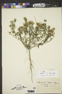 Machaeranthera tanacetifolia image