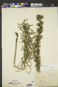 Liatris aspera image