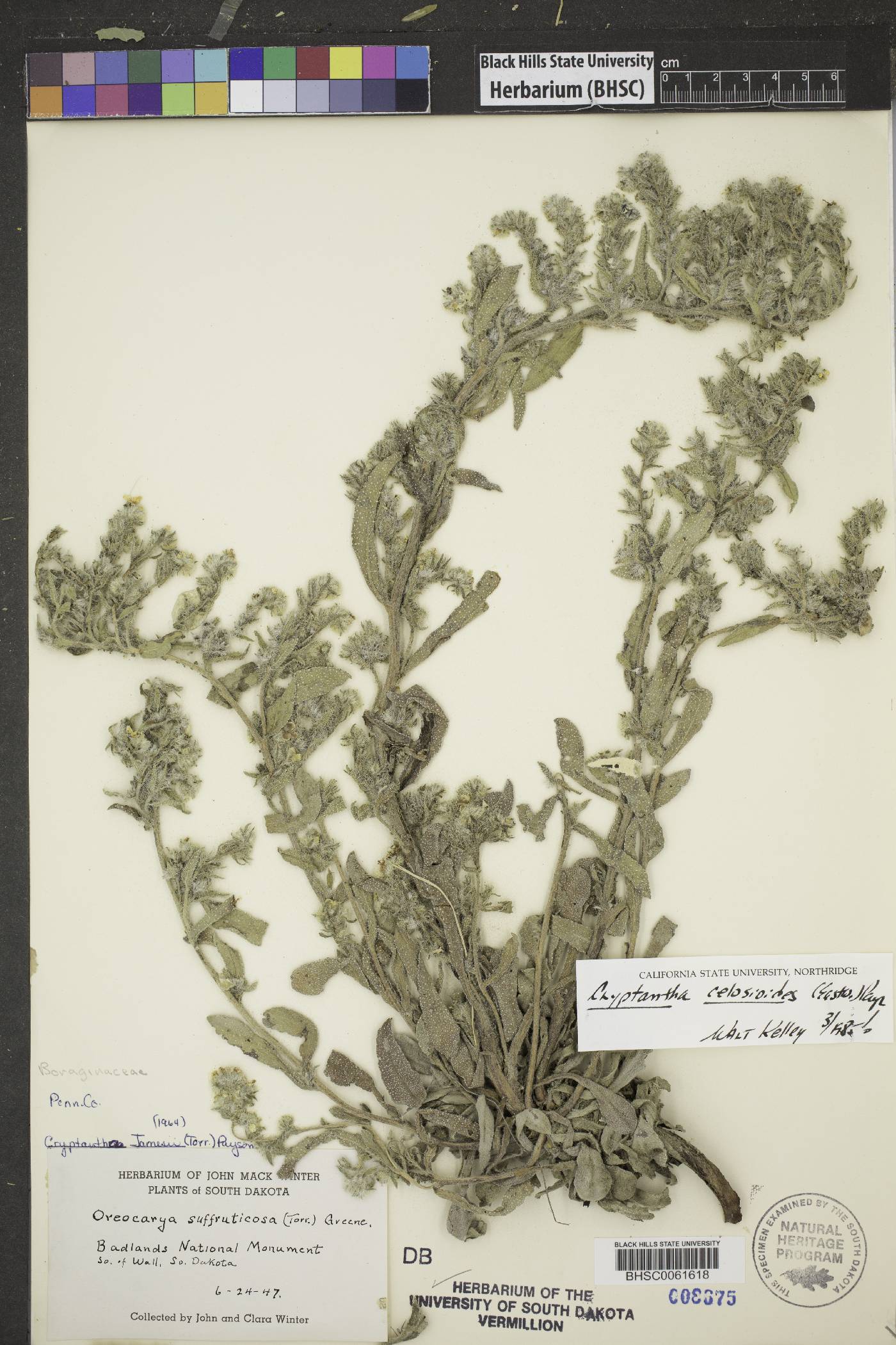 Oreocarya celosioides image