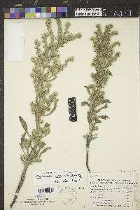 Oreocarya celosioides image