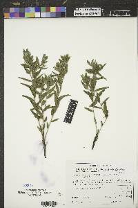 Lithospermum caroliniense image