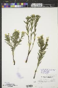 Lithospermum caroliniense image