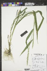 Elymus glaucus image