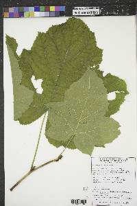 Rubus parviflorus image