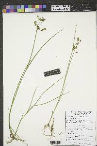 Juncus ensifolius var. montanus image