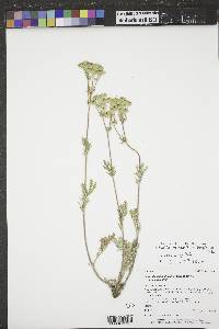 Potentilla bipinnatifida image