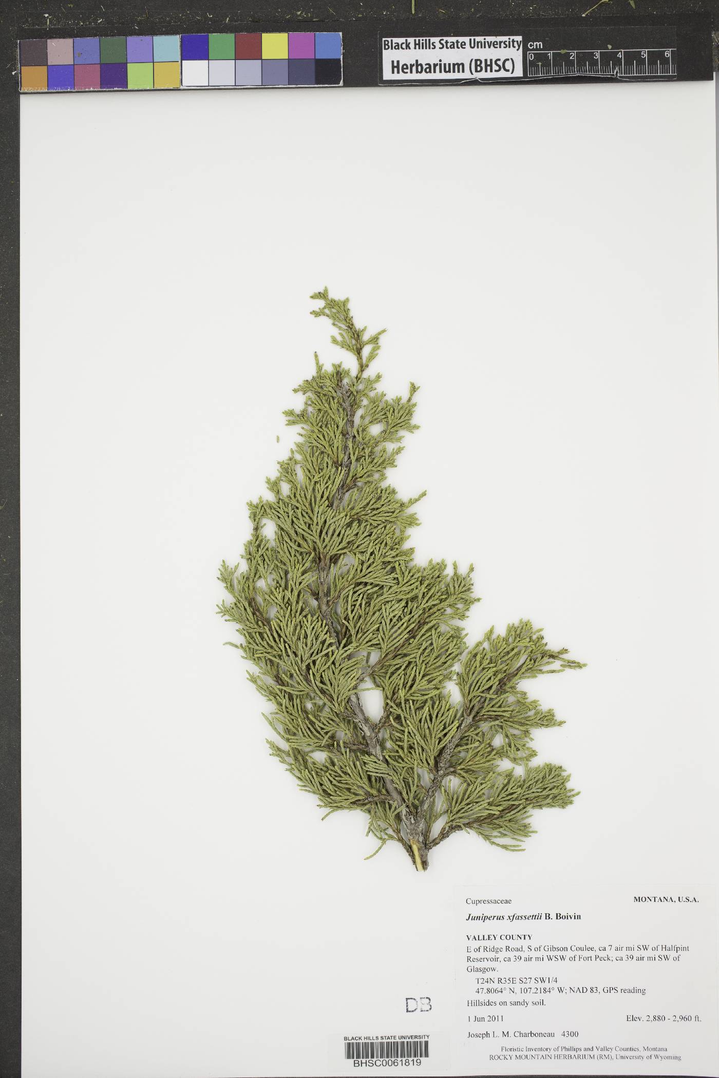 Juniperus x fassettii image