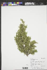 Image of Juniperus x fassettii