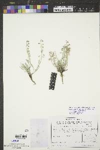 Physaria arenosa subsp. arenosa image
