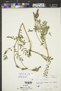 Onobrychis viciifolia image