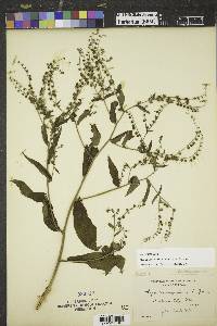 Hackelia virginiana image