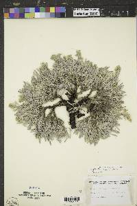 Oreocarya cana image