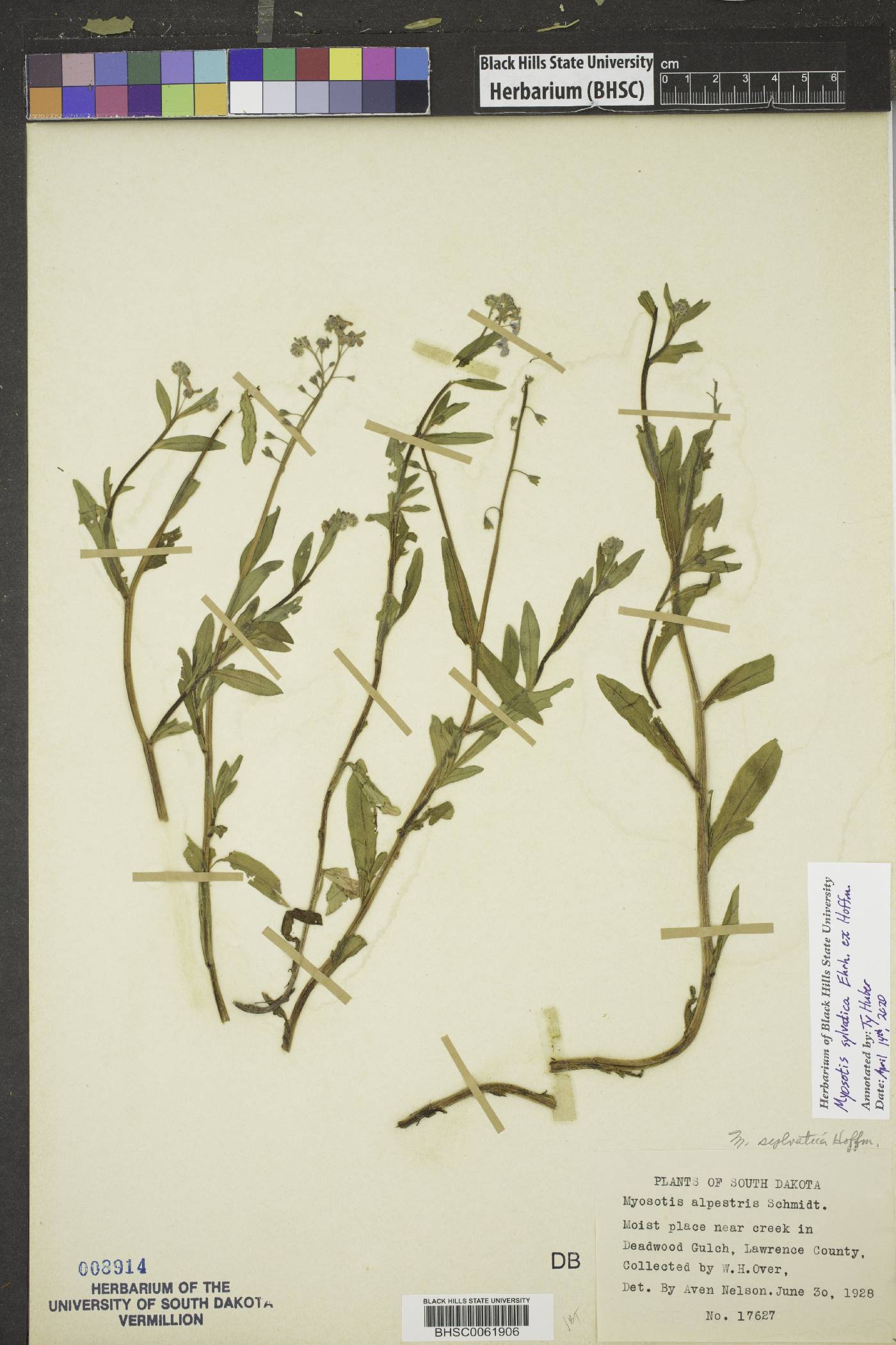 Myosotis sylvatica image