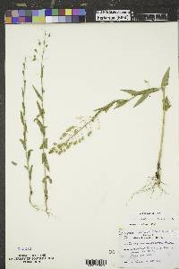 Camelina microcarpa image