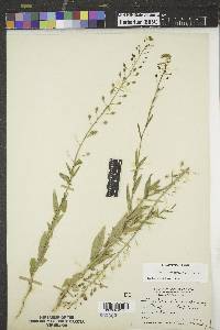 Camelina microcarpa image