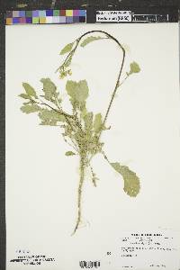 Brassica nigra image