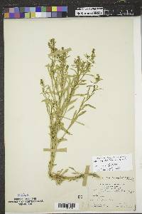 Lepidium densiflorum image