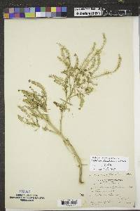 Lepidium densiflorum image