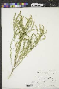 Lepidium densiflorum image