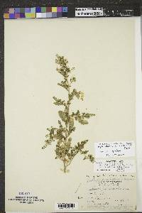 Rorippa palustris subsp. palustris image