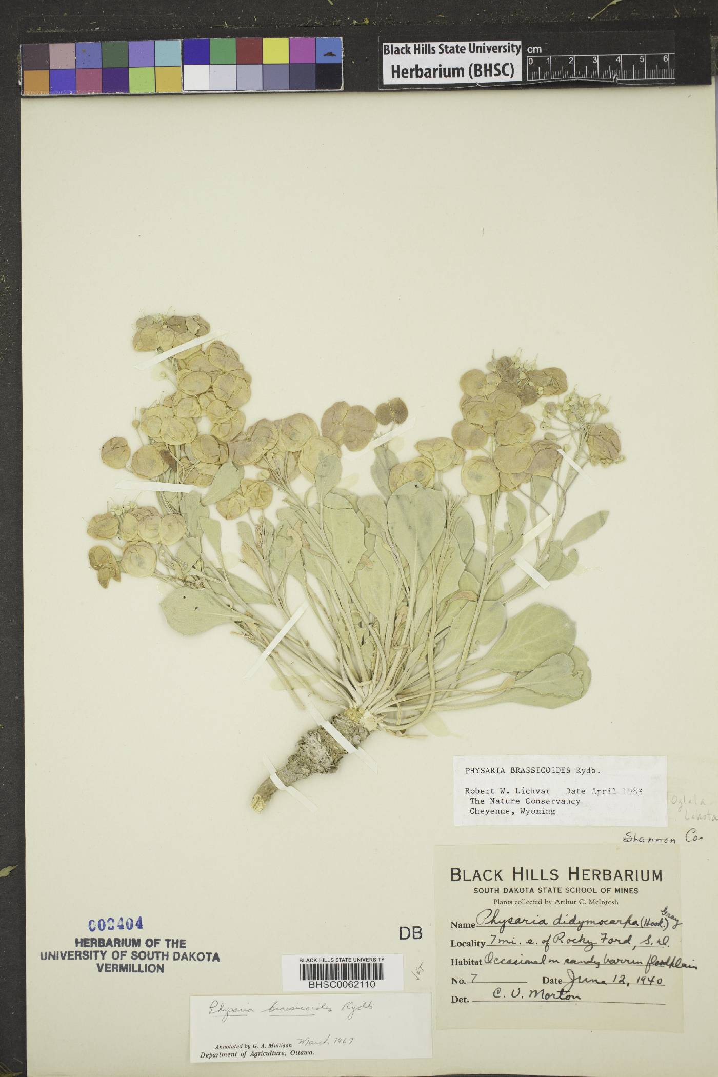 Physaria brassicoides image