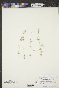 Draba reptans image