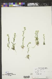 Draba aurea image