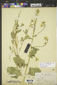 Brassica juncea image