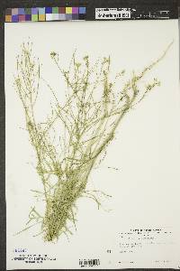 Sisymbrium altissimum image