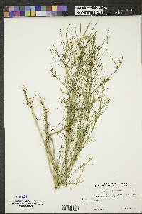 Sisymbrium altissimum image