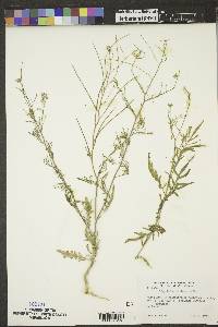 Sisymbrium altissimum image