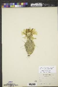 Opuntia polyacantha image