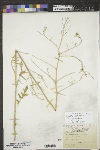 Sisymbrium altissimum image