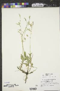 Silene csereii image