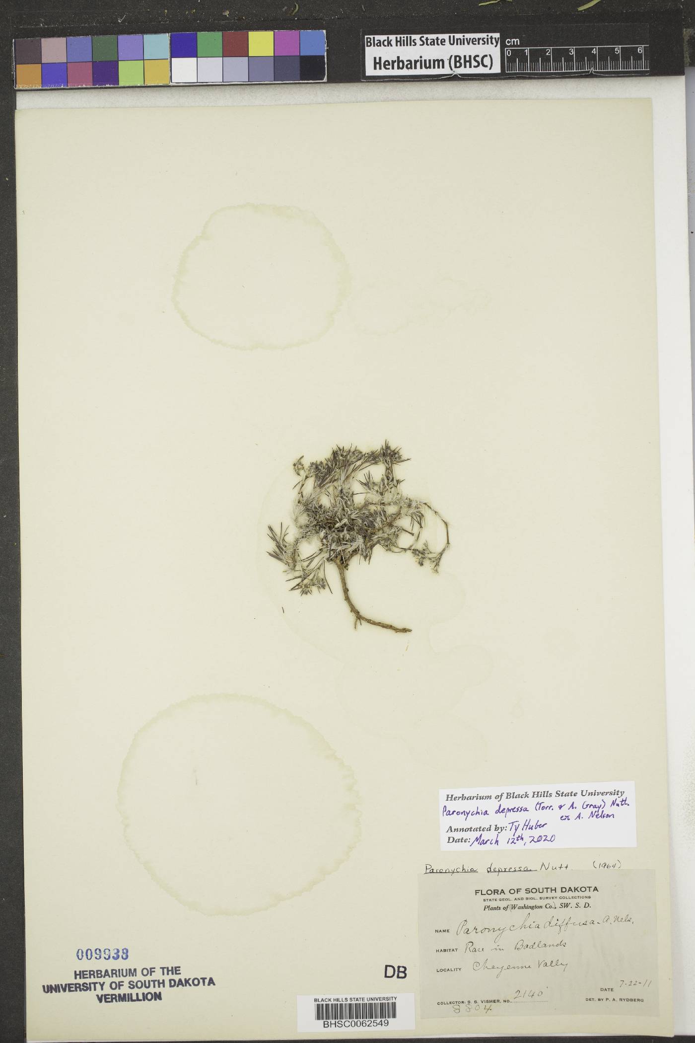 Paronychia depressa image