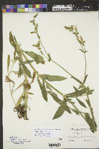 Silene latifolia image