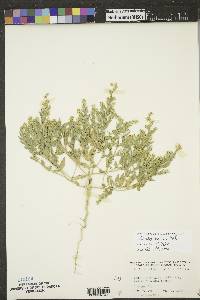 Stutzia dioica image