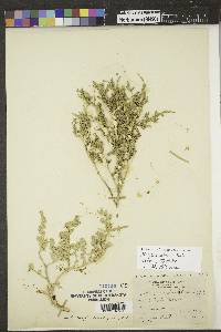 Stutzia dioica image