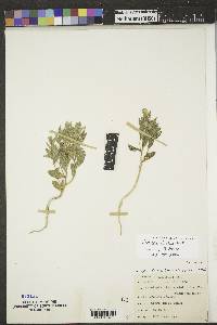 Stutzia dioica image