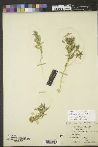 Stutzia dioica image