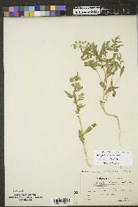 Stutzia dioica image