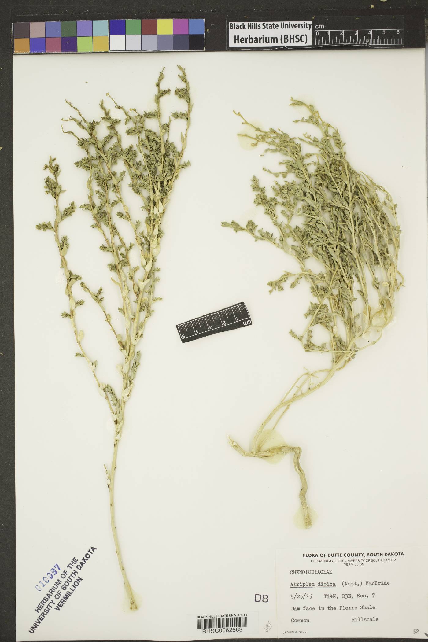 Stutzia dioica image