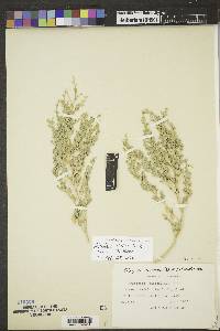 Stutzia dioica image