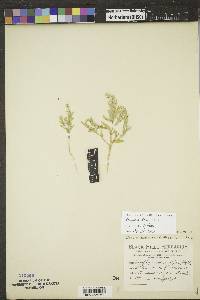 Stutzia dioica image